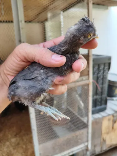 Pintos mestiços raças pequenas 