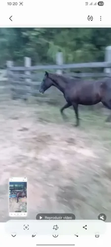 Potra nova