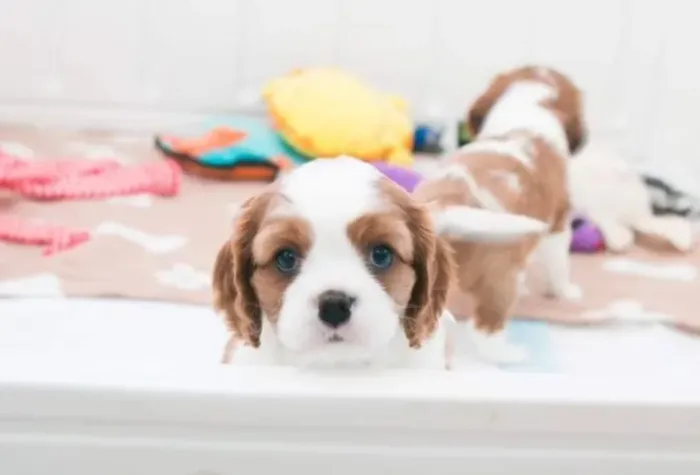 Cavalier King: Elegantes e Dóceis Todas as Garantias em Contrato - Loja Física