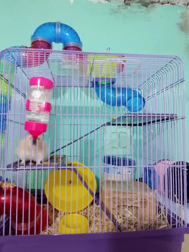 Hamster sírio com gaiola