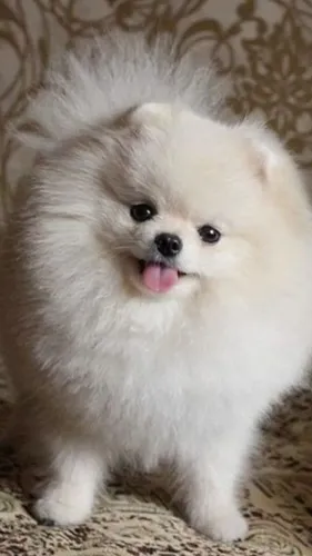 Lulu da Pomerania Carinho que nasce no convívio