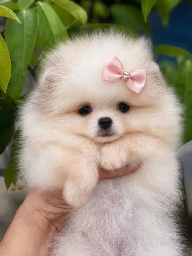 Lulu bebê miniaturinha
