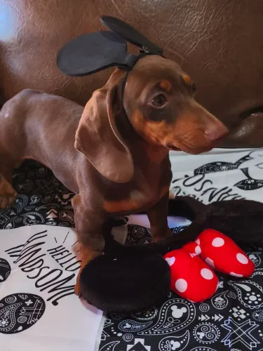 Dachshund chocolate