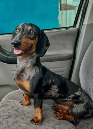 Filhotes da raça Dachshund