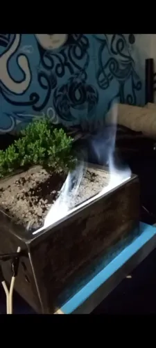 Bonsai natural com incensário e luminária
