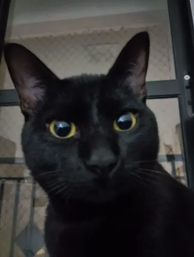 Doacao gato preto