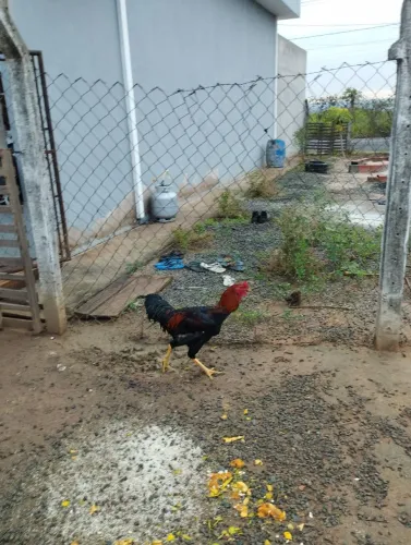 Frangos