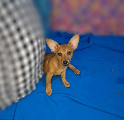 Dachshund X Lulu Anão Filhotes Tamanho Pequenos 12x