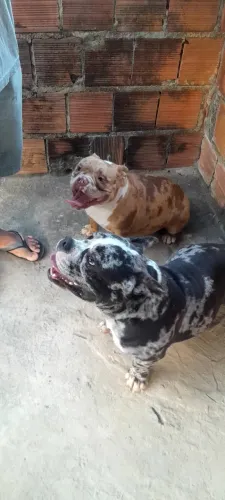 Fêmea american bully 1ano e 4 meses 