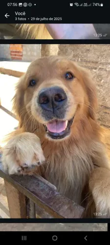 Golden Retriever 