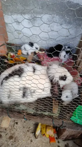 Coelho mini Lop
