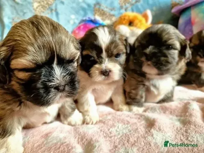 Filhotes de Shih Tzu | Sempre surpreendendo
