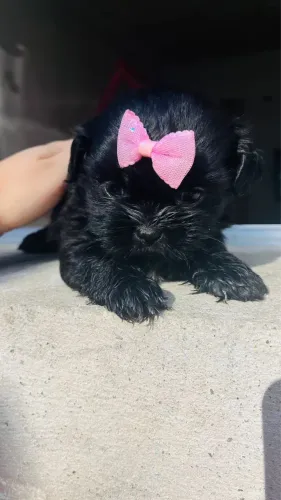 Shih-tzu preto femea linda vermifugada e vacinada