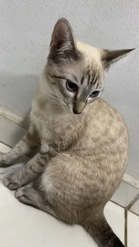 Adoção