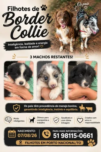 NINHADA DE BORDER COLLIE DISPONÍVEL