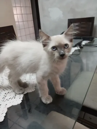 Gatos para doação