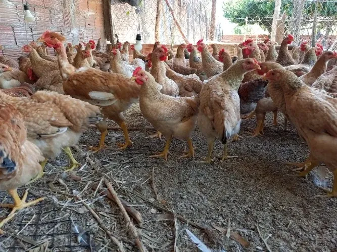 Vendo frango $30
