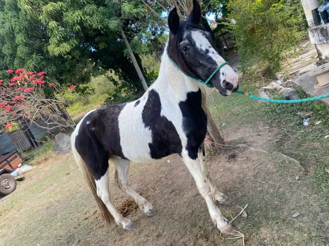 Cavalo pampa