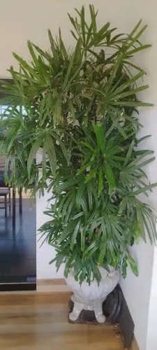 Vaso de planta FÍCUS LYRATA GIGANTE e RAFIA linda.