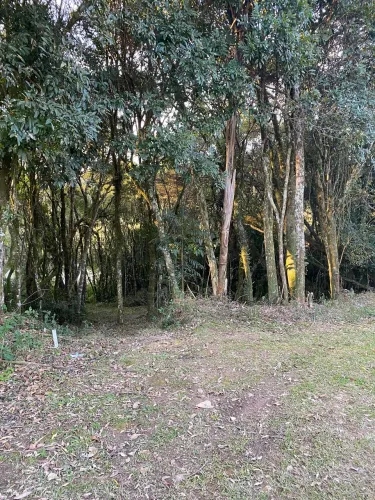 Terreno em Cachoeira- São José dos Pinhais