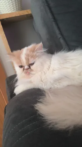 Gato Persa fêmea (7meses)