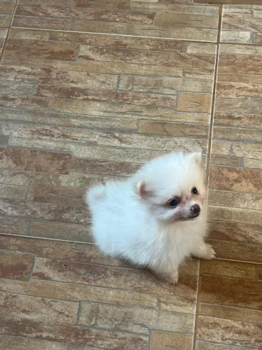 Filhote Spitz alemão