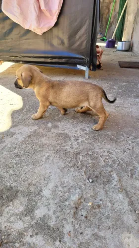 Filhote de Dachshund (Salsisha)