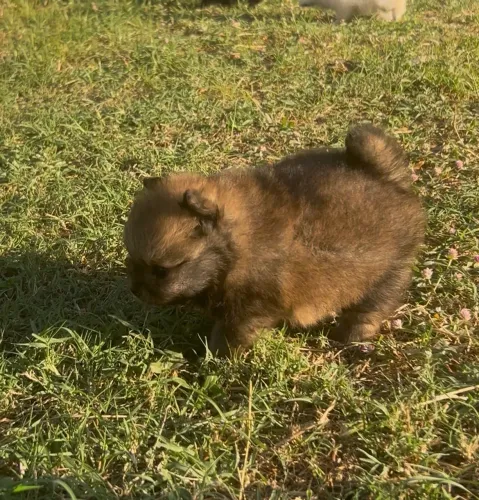 Fêmea de Spitz Alemão 