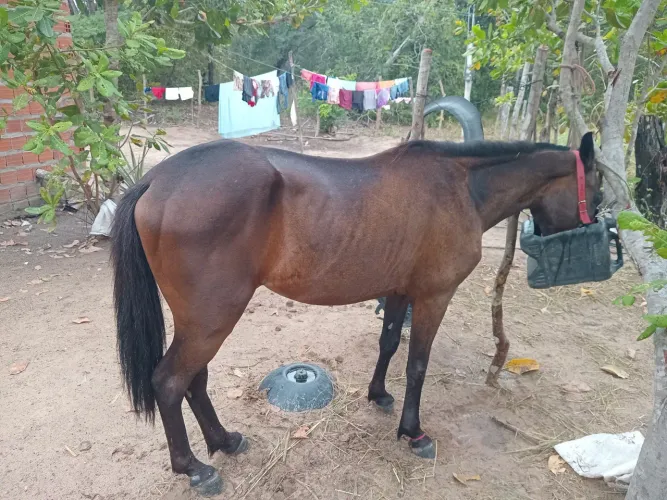 Cavalo