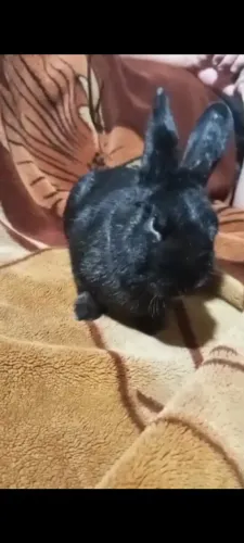 Doa se coelho 