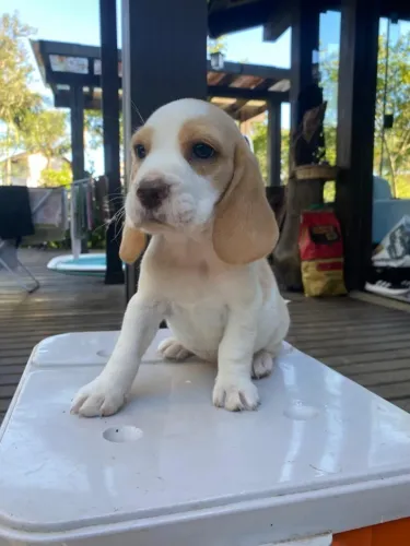 Beagle bicolor