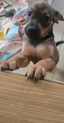 Doação de filhote fêmea de porte pequeno !!!!