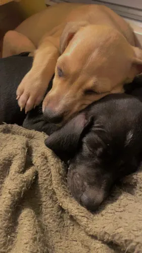 Adote um Pet