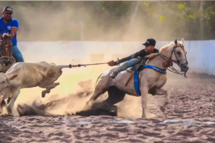 Cavalo , vaquejada 