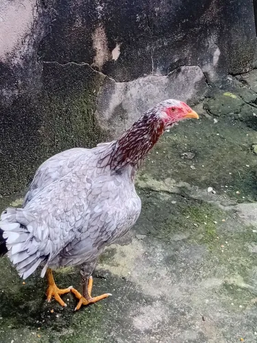 Franga caipira
