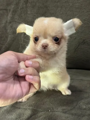 Chihuahua fêmea pelo longo á venda