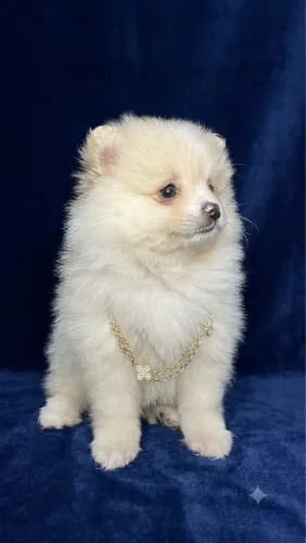 Luluzinha da Pomerania Mini fêmea