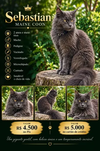 VENDO MAINE COON ADULTO