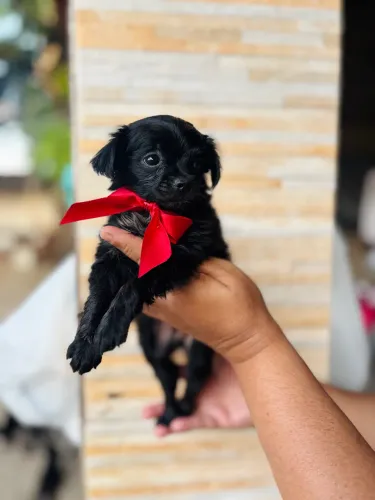 CHIHUAHUA MACHO PELO LONGO 40 DIAS