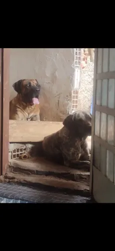 Filhote fila brasileiro OFB 