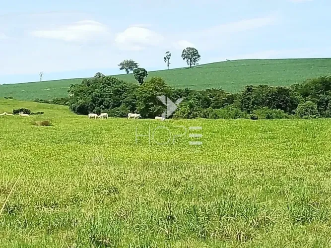 Fazenda à venda com 76 alqueires - pecuária com potencial agrícola - Guaravera - Londrina 