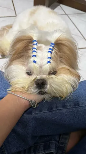 Procura-se namoradinho para shihtzu macho