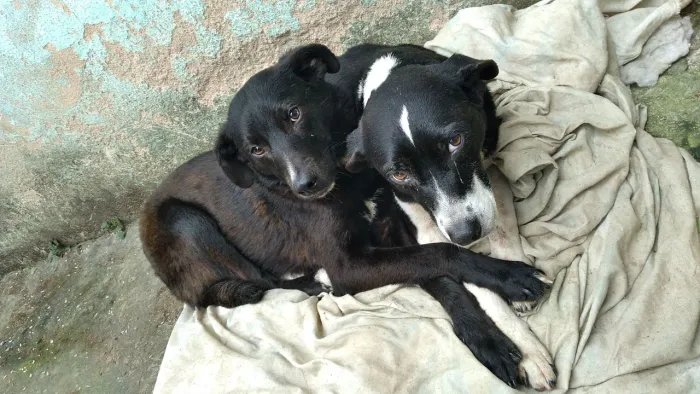 Doando 3 cachorros por motivos de mudanças