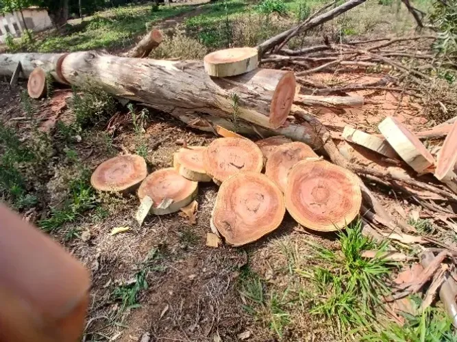 Bolacha de eucalipto espessura 10 cm