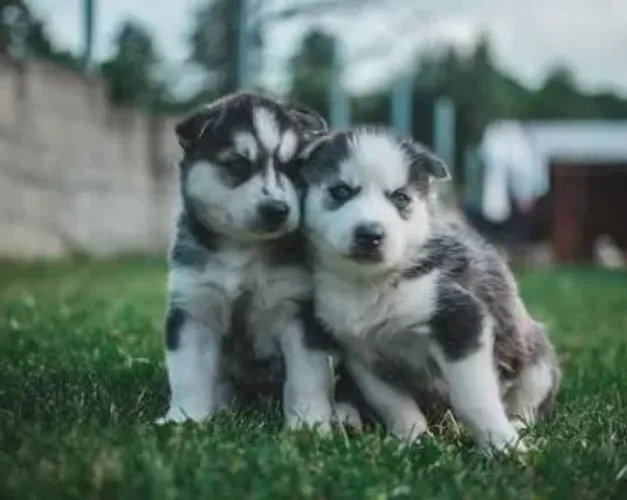 Husky siberiano Fofinho, companheiro e cheio de afeto para sua mãe