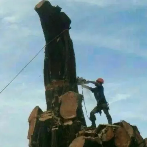 Corte e poda de árvores 