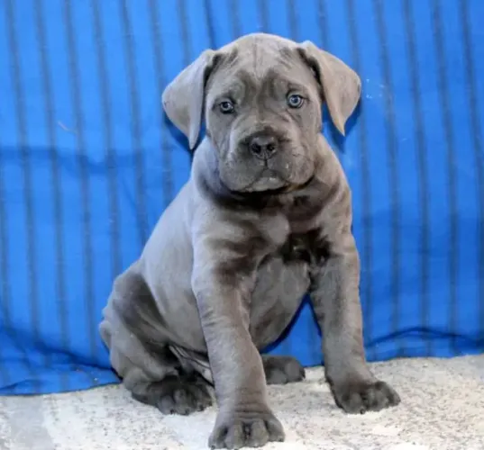 Cane Corso,Cane Corso Filhote Disponível com Entrega Facilitada e Segurança