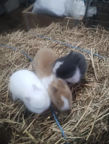 Chalé dos mini coelho