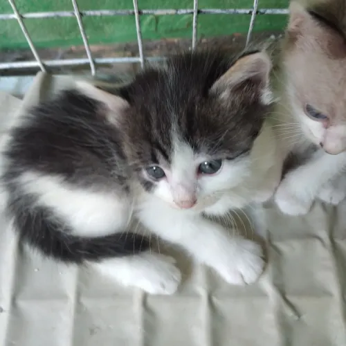 Lindos gatinhos para doação responsável