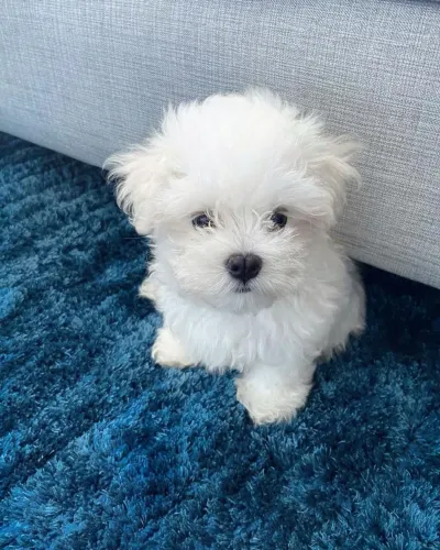 Maltês Esse dog tem o charme que faltava na sua rotina